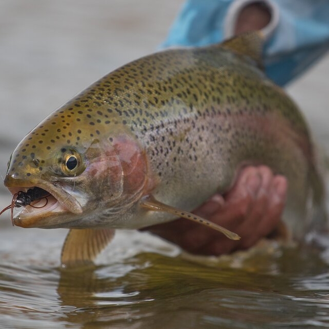 Guided Fly Fishing Trips for Rainbow and Brown Trout in Colorado